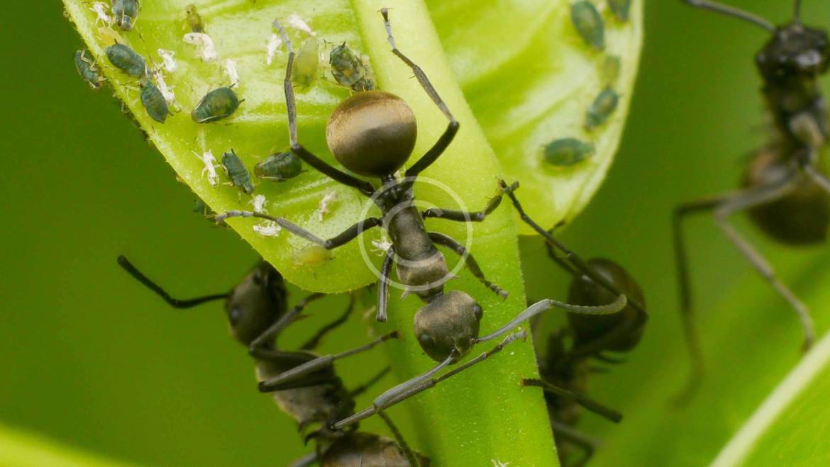 Mosquito Treatment