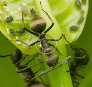 Mosquito Treatment