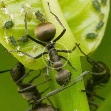 Mosquito Treatment